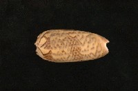 藏品(平瀨榧螺)的圖片